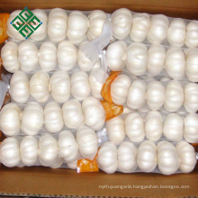fresh pure white garlic with carton packing